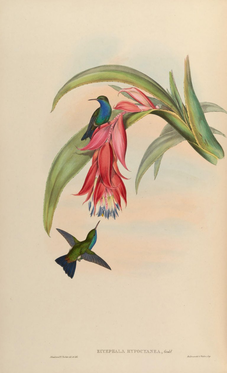 Eucephala hypocyanea = Chlorostilbon notata aberrante o (C. notata X Hylocharis cyanus) de John Gould