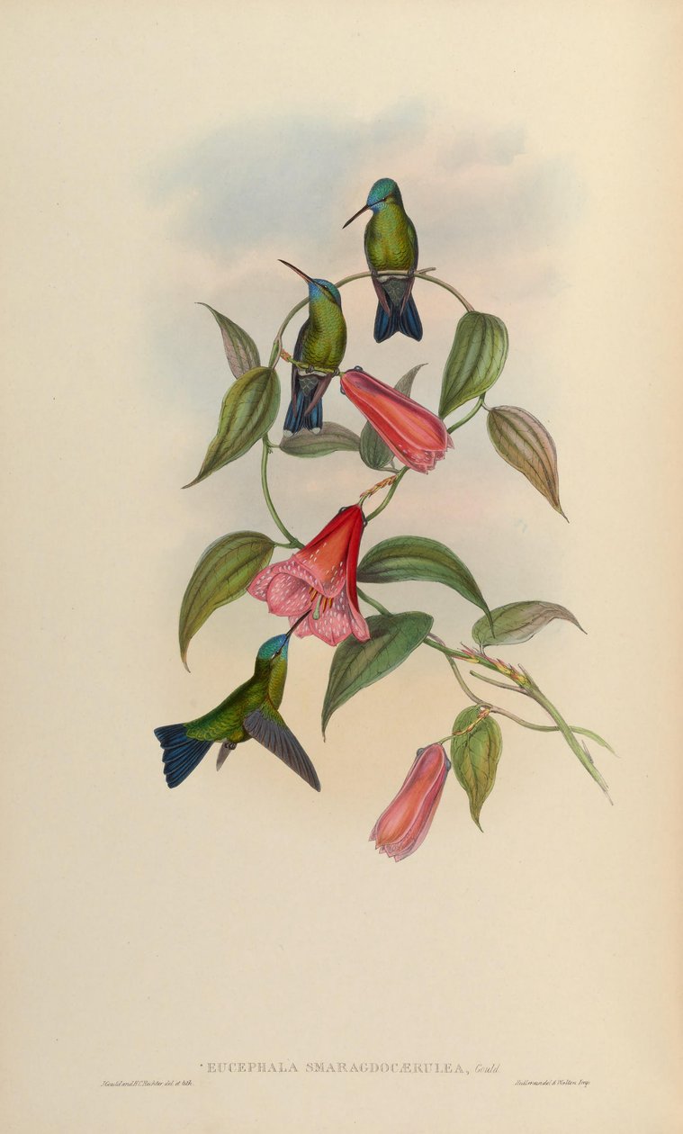 Eucephala smaragdo-caerulea = Chlorestes notatus X Thalurania glaucopis de John Gould