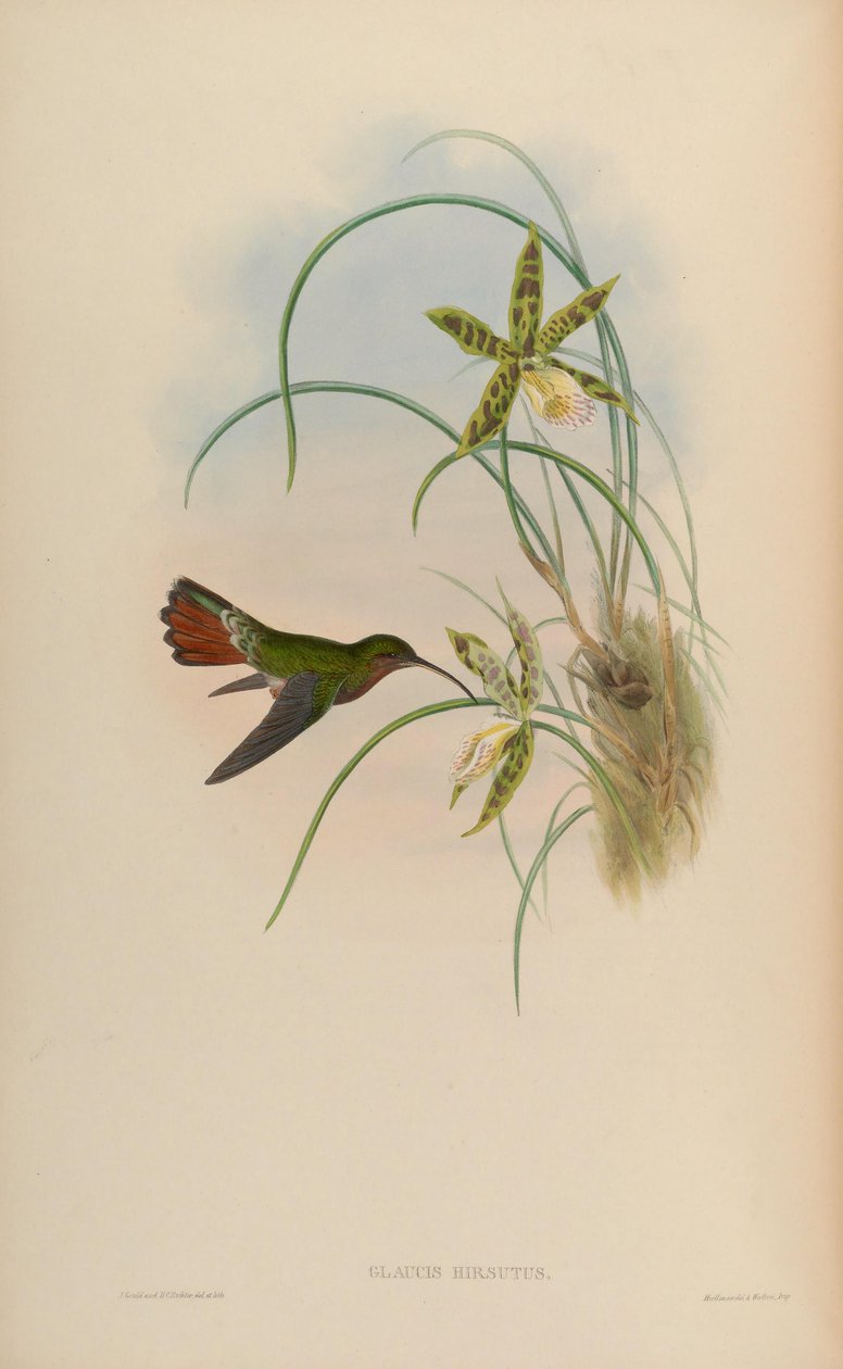 Glaucis hirsutus de John Gould