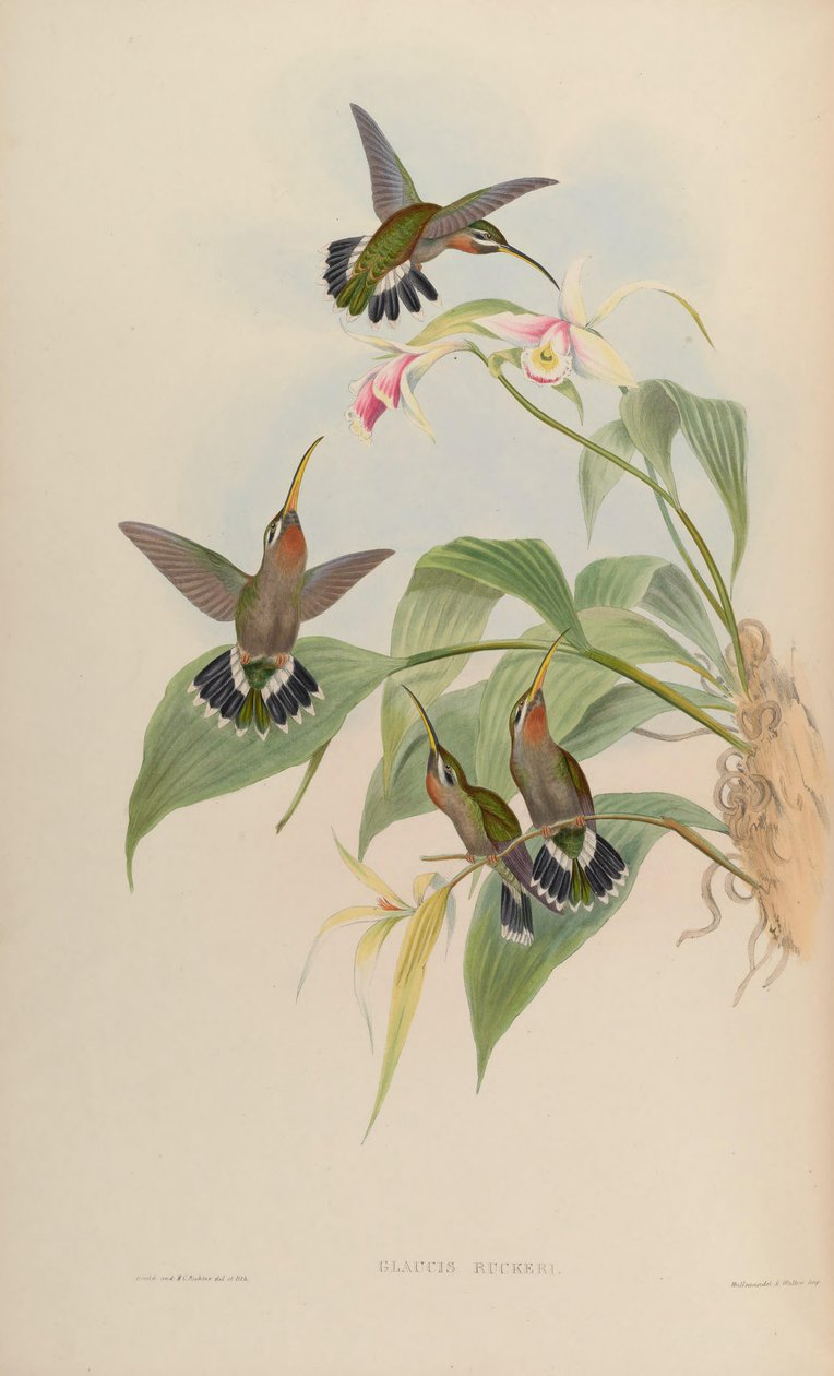 Glaucis ruckeri = Threnetes ruckeri ventosus de John Gould