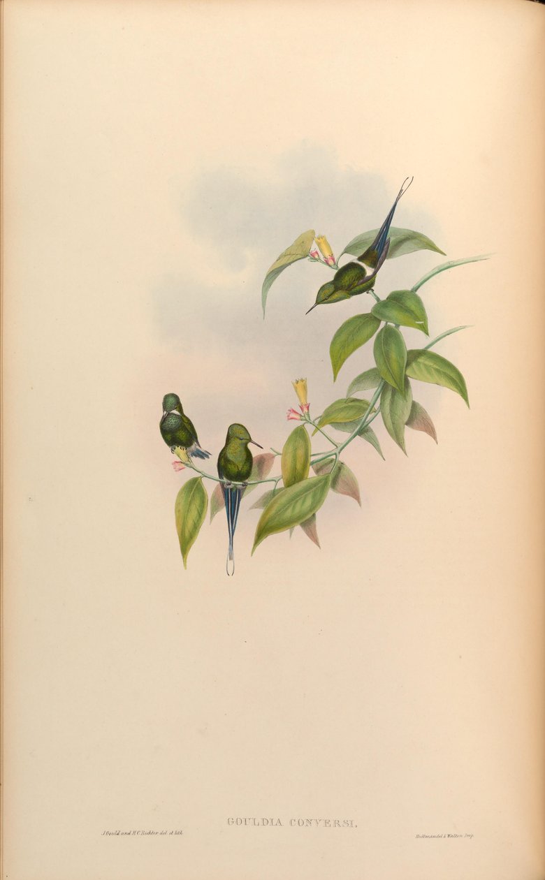 Gouldia conversi = Discosura conversii de John Gould