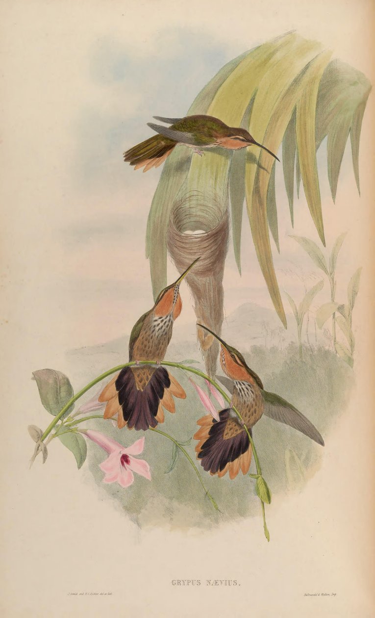 Grypus naevius = Ramphodon naevius de John Gould