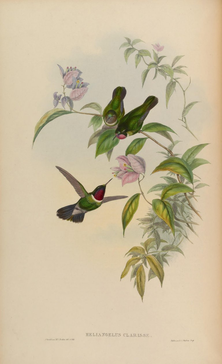 Heliangelus clarissae = Heliangelus amethysticollis clarisse de John Gould