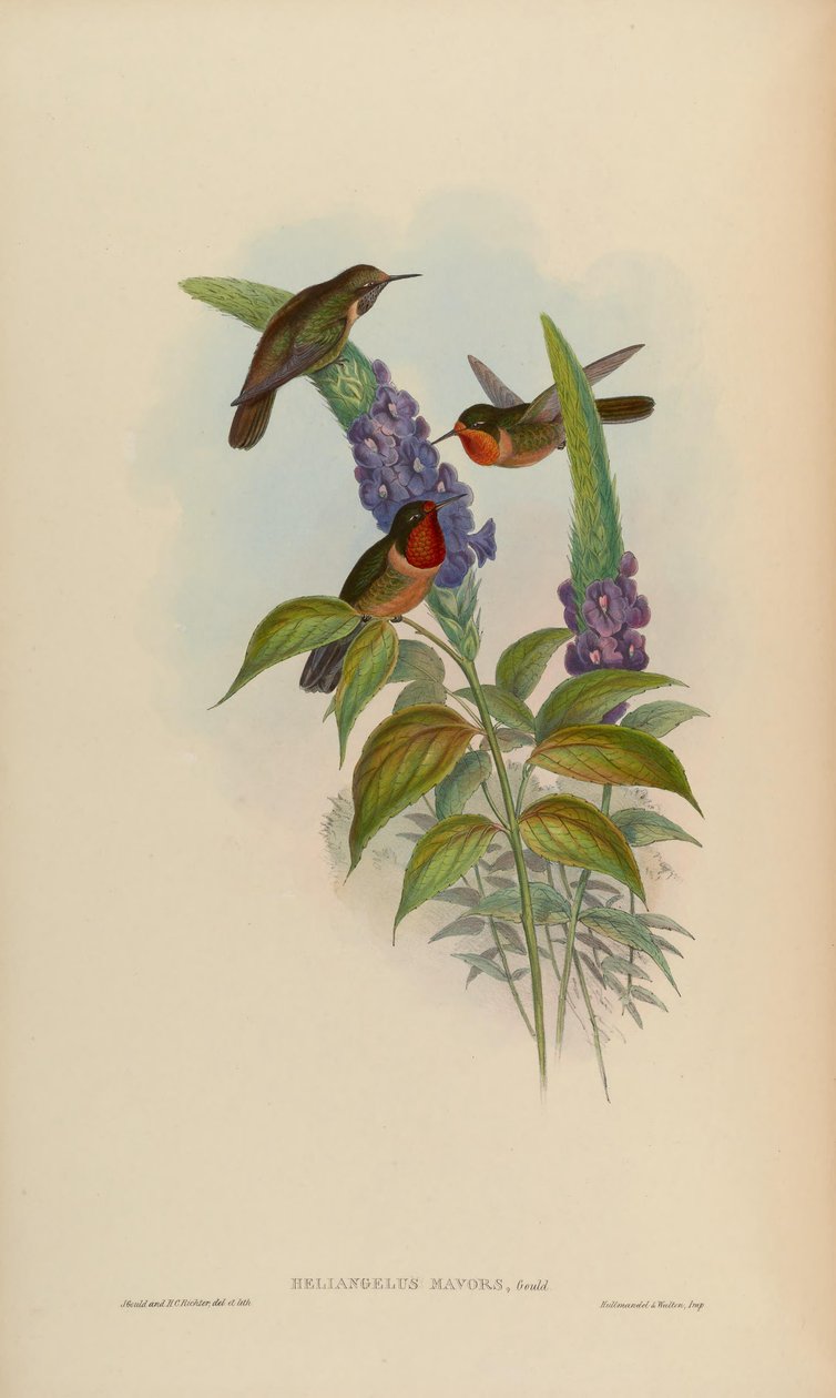 Heliangelus mavors de John Gould