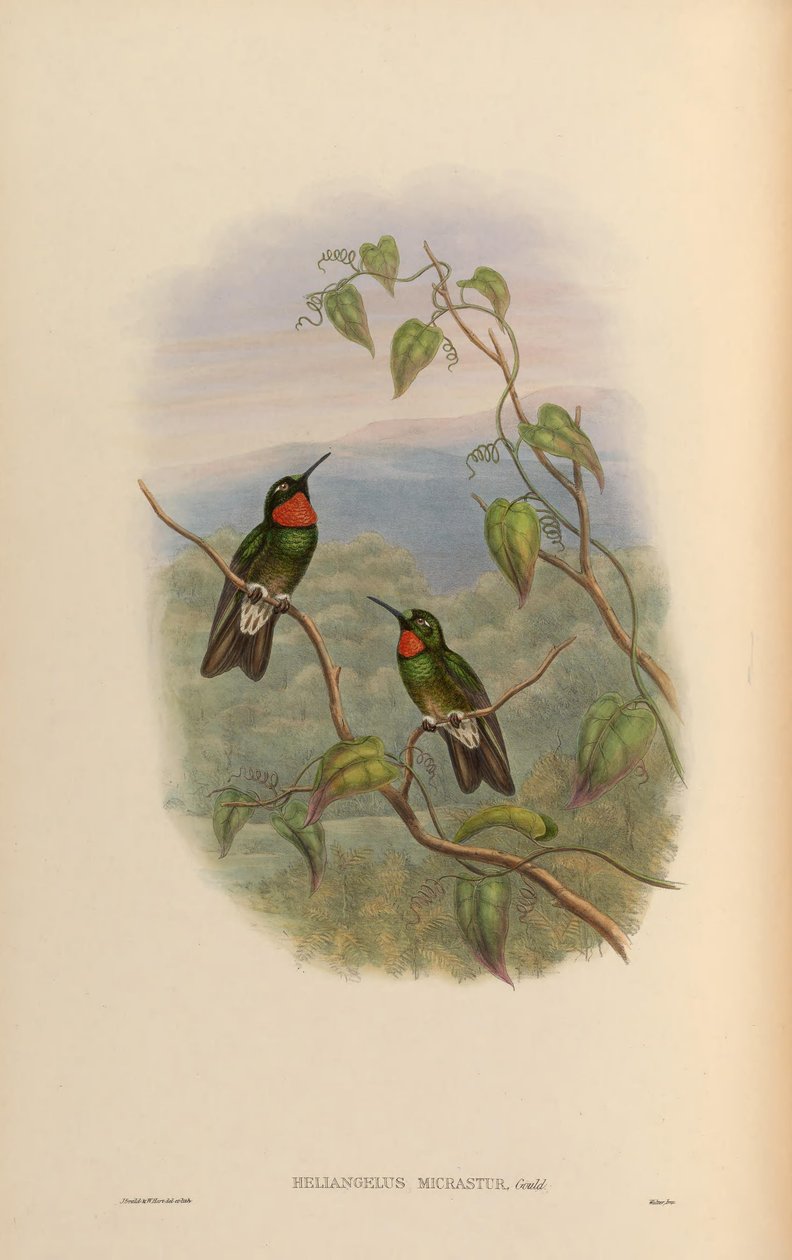 Heliangelus micrastur = Heliangelus micraster de John Gould