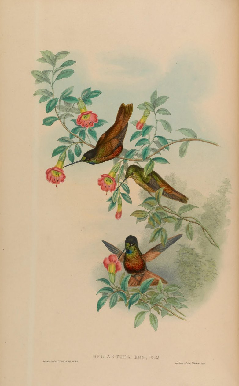 Helianthea eos = Coeligena bonapartei eos de John Gould