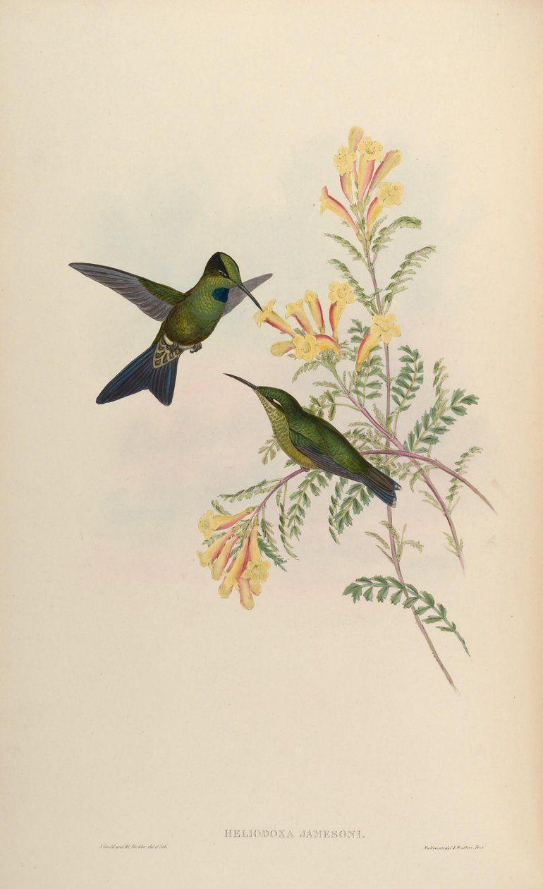 Heliodoxa jamesoni = Heliodoxa jacula jamesoni de John Gould