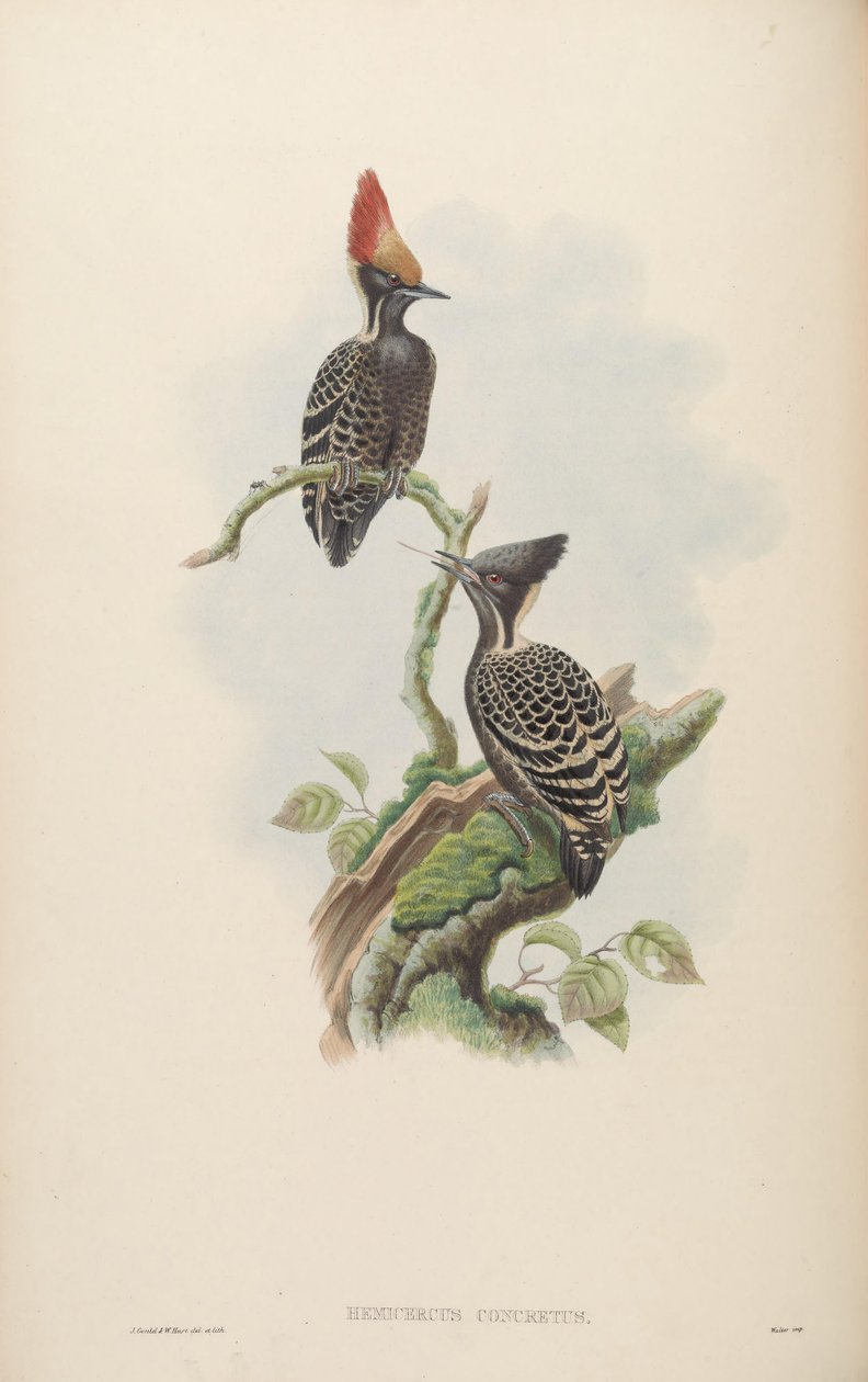 Hemicercus concretus = Hemicircus concretus de John Gould
