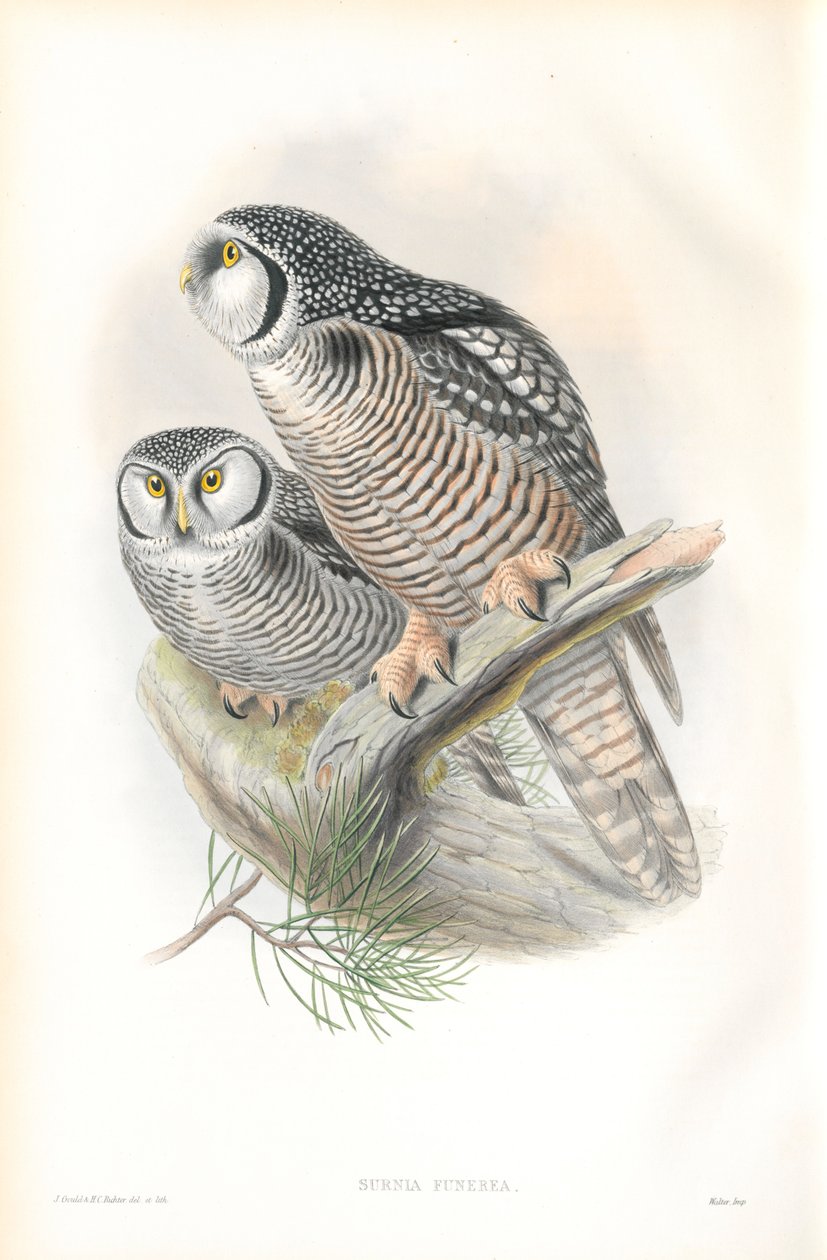 Ilustración de Surnia Funerea (Lechuza Gavilana) de John Gould