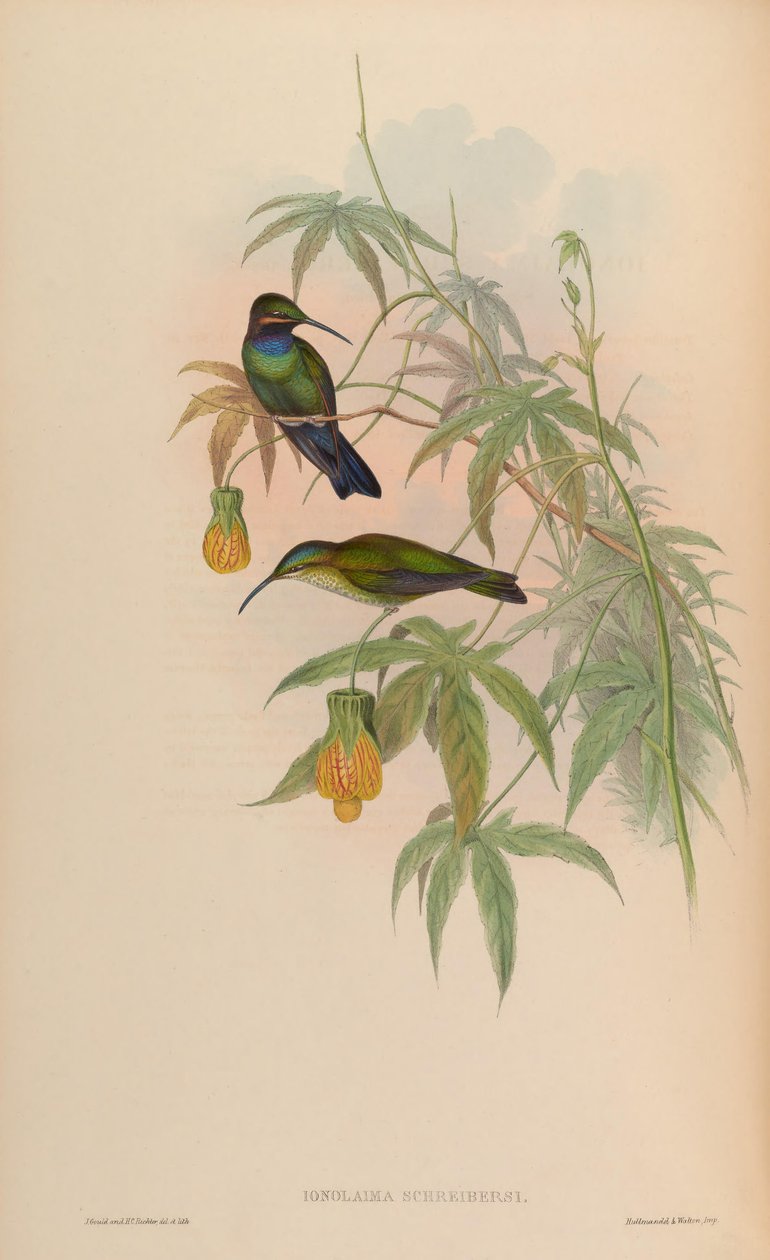 Inolaima schreibersii = Heliodoxa schreibersii de John Gould