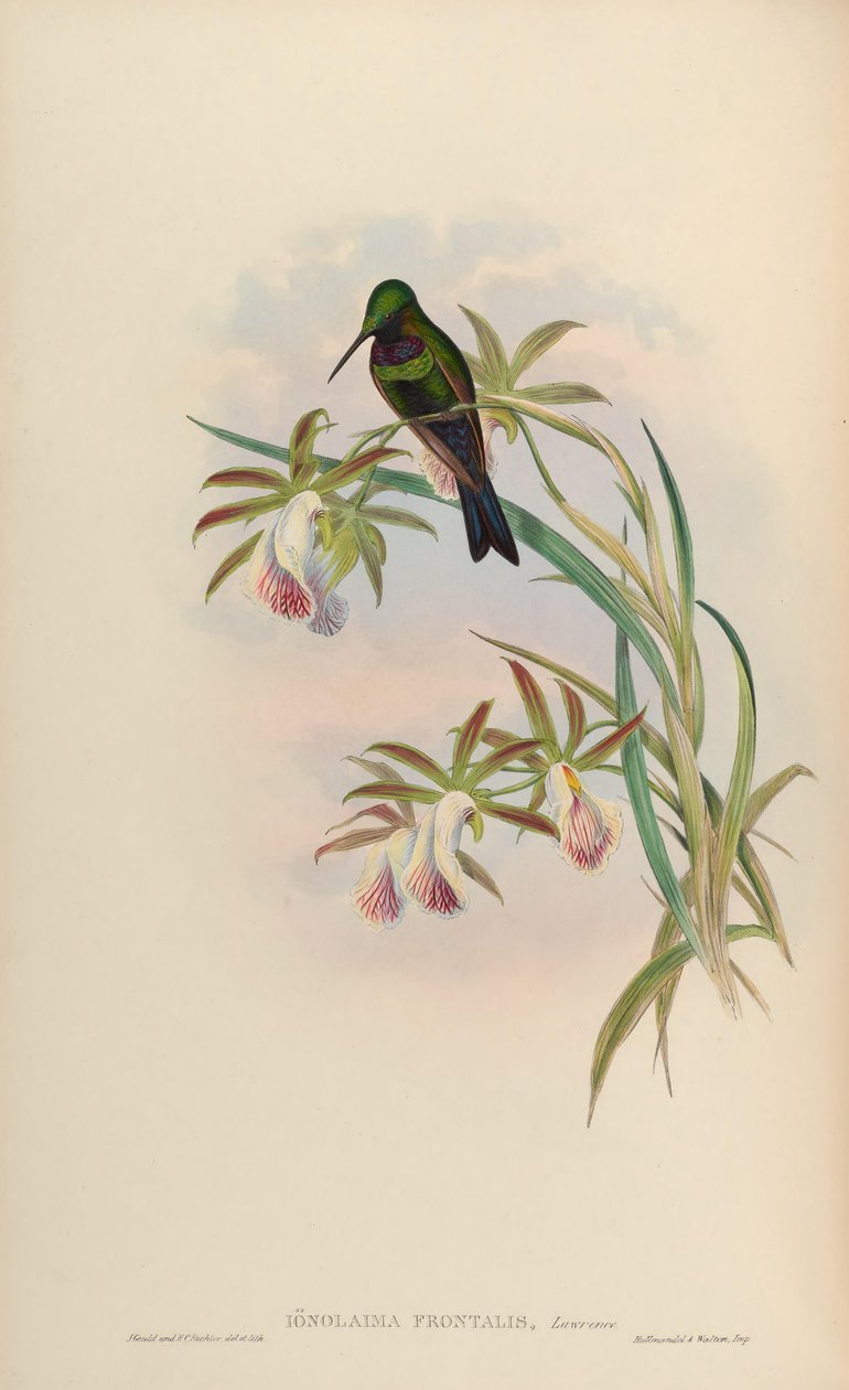 Ionolaima frontalis = Heliodoxa schreibersii de John Gould