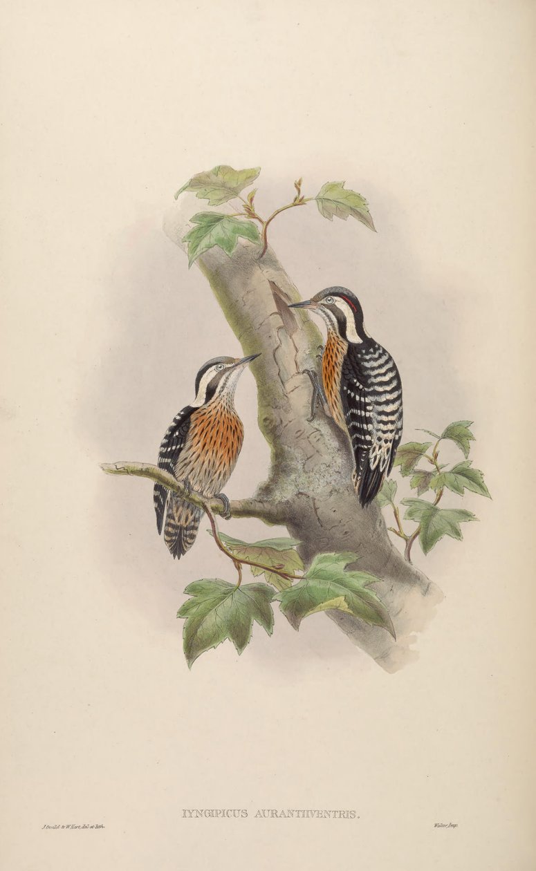 Iyngipicus aurantiiventris = Dendrocopos canicapillus aurantiiventris de John Gould