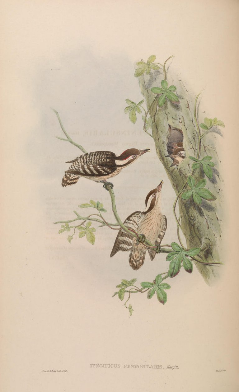 Iyngipicus gymnophthalmus peninsularis = Dendrocopos nanus gymnopthalmus de John Gould