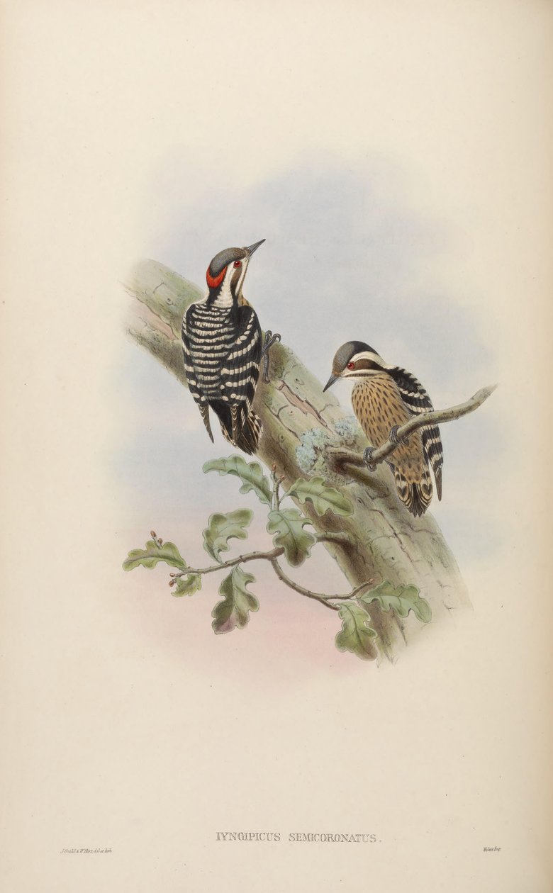 Iyngipicus semicoronatus = Dendrocopos canicapillus semicoronatus de John Gould
