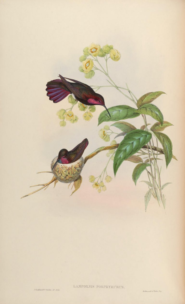 Lampornis porphyrurus = Anthracothorax mango de John Gould
