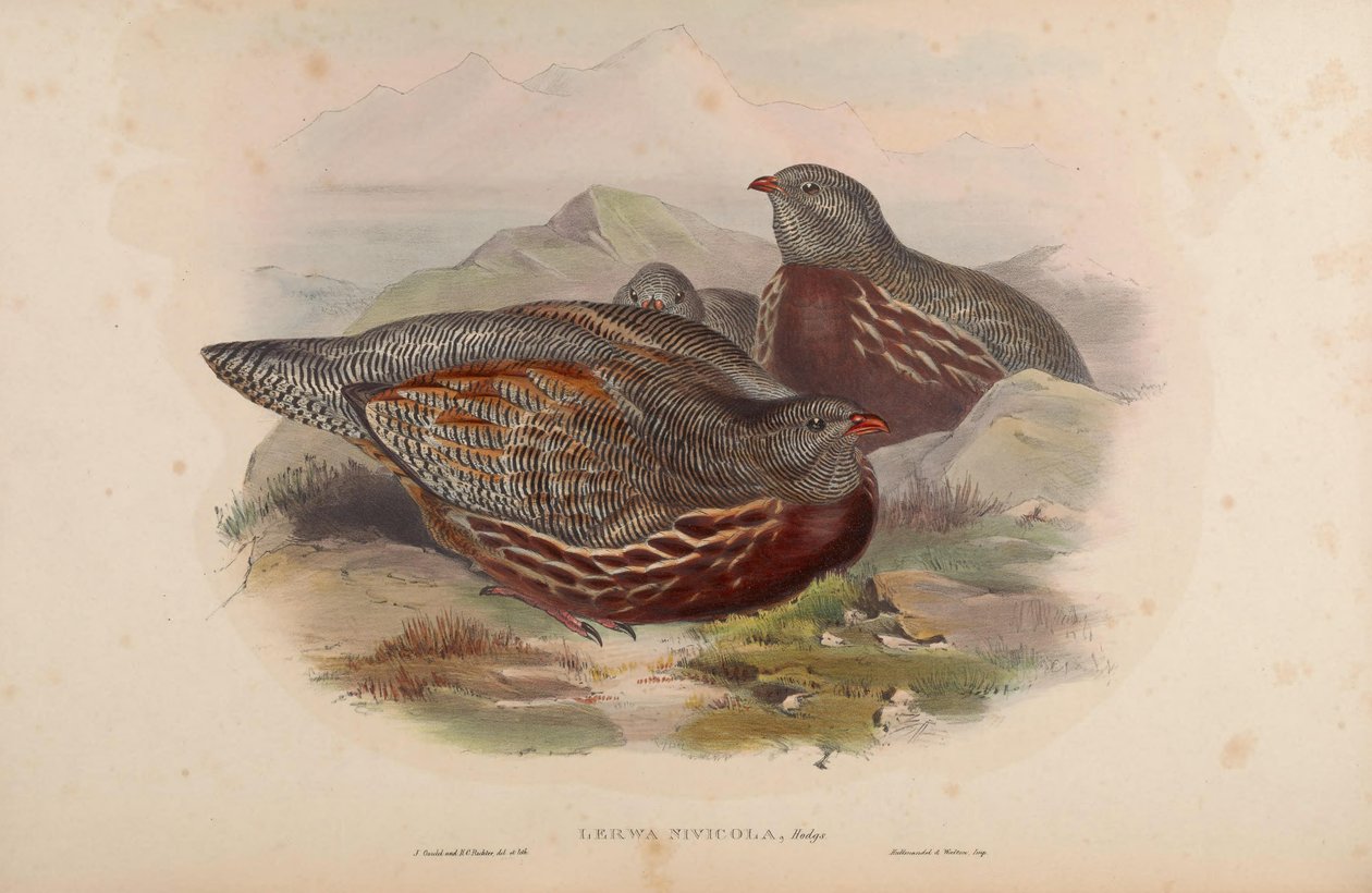 Lerwa nivicola de John Gould