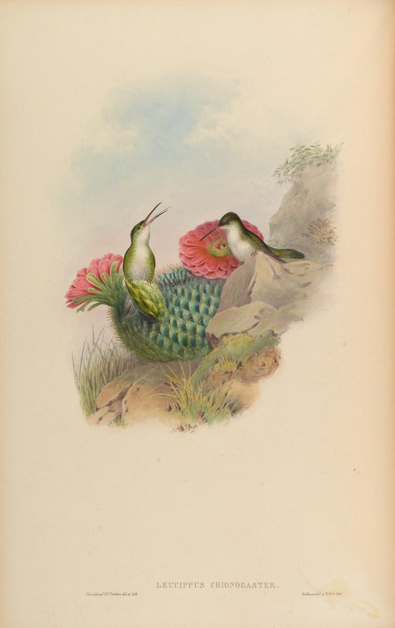 Leucippus chionogaster = Amazilia chionogaster de John Gould