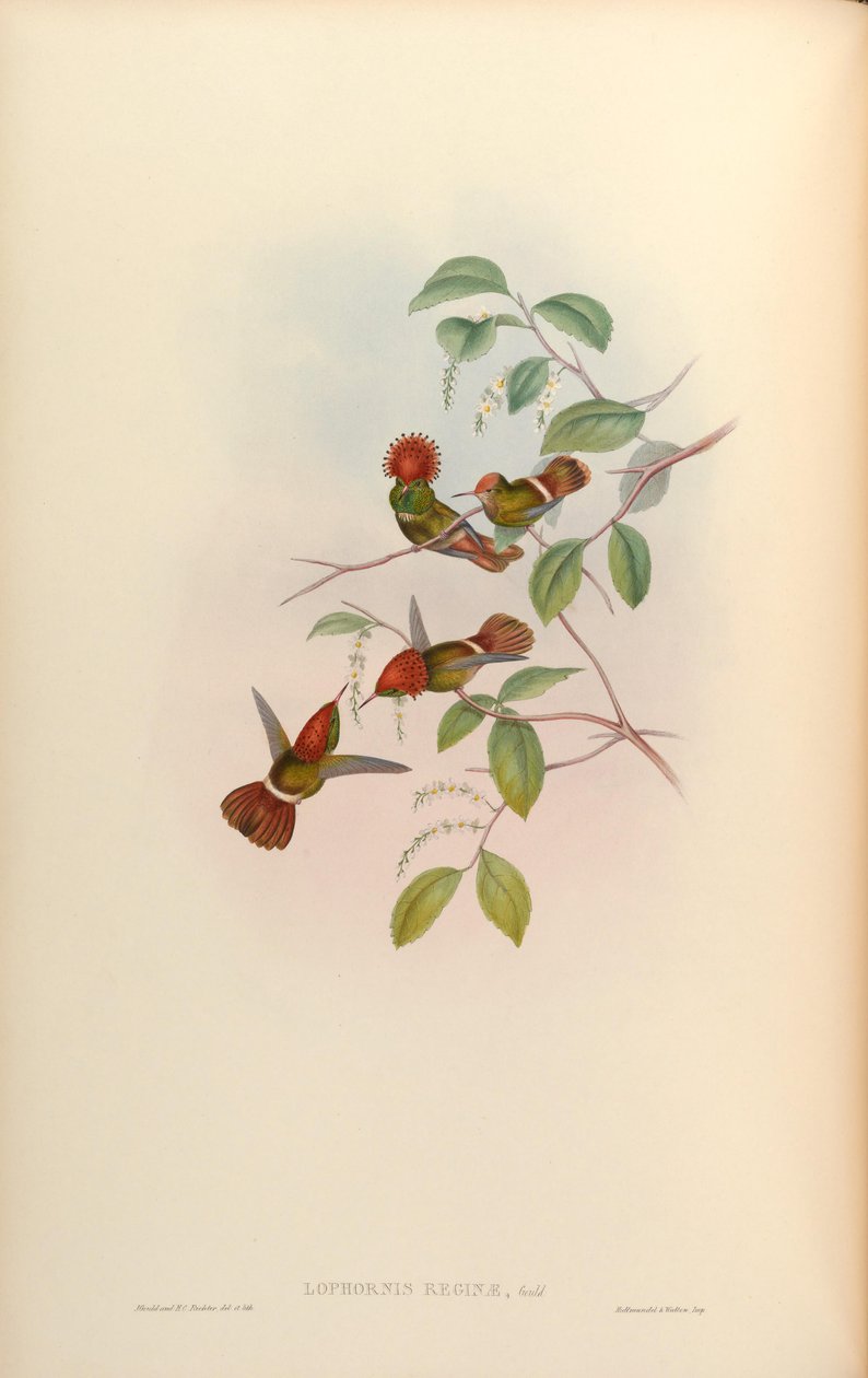 Lophornis reginae = Lophornis stictolophus de John Gould