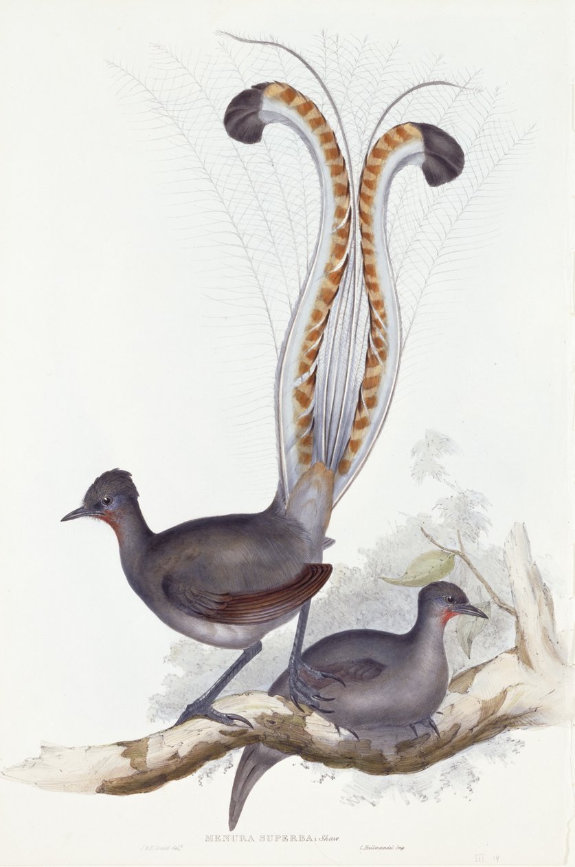 Menura Superba: Shaw. Pl. 14. Vol. III, 1837-1848 de John Gould