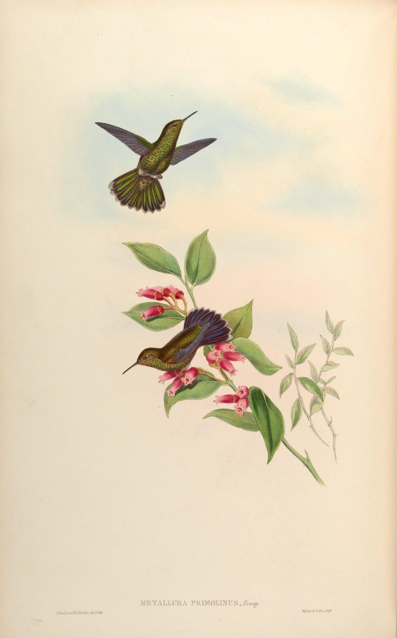 Metallura primolina = Metallura williami primolina de John Gould