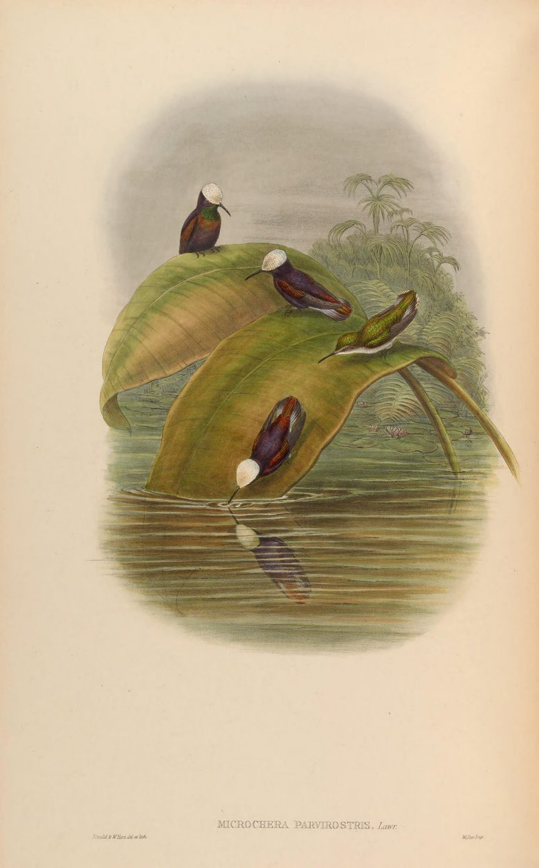Microchera parvirostris = Microchera albocoronata parvirostris de John Gould