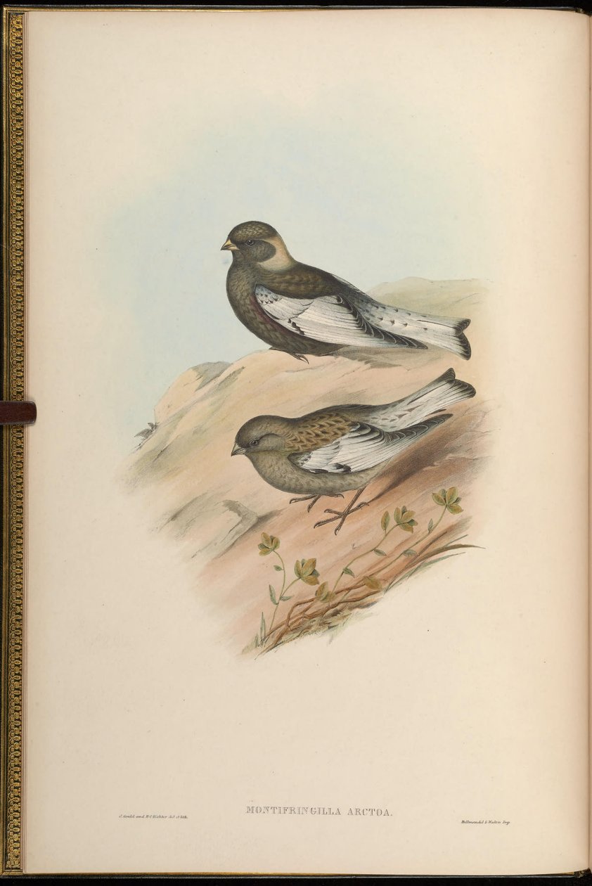 Montifringilla arctoa = Passer arctous = Leucosticte arctoa de John Gould