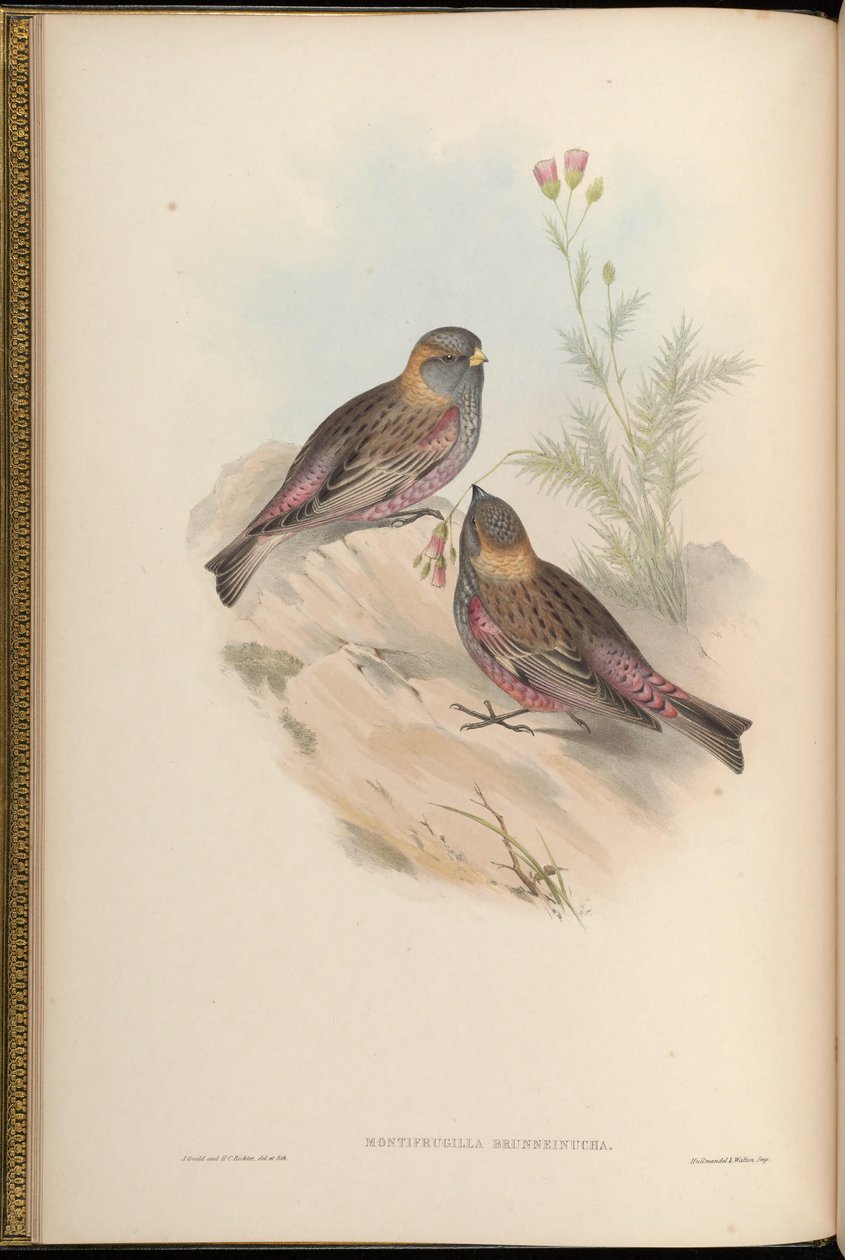 Montifringilla brunneinucha = Leucosticte brunneinucha = Leucosticte arctoa brunneinucha de John Gould