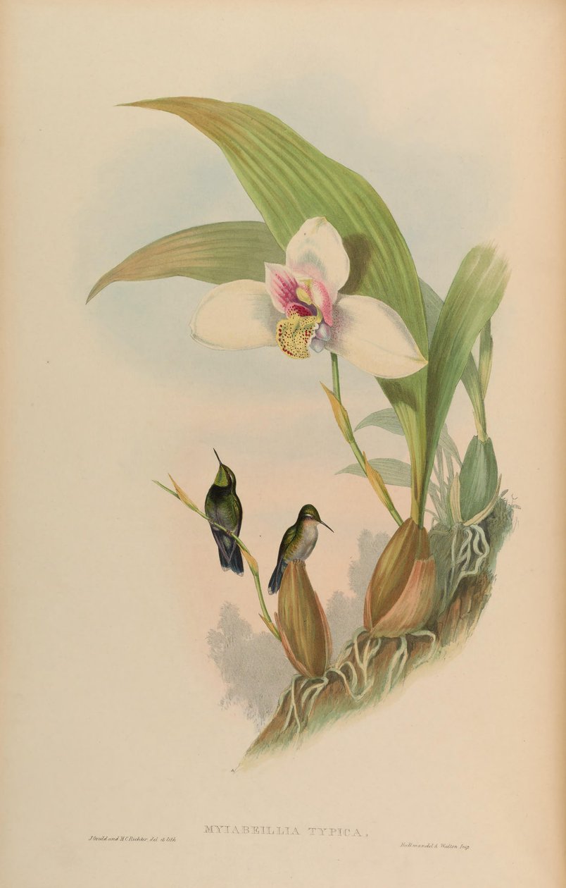 Myiabeilla typica = Abeillia abeillei de John Gould