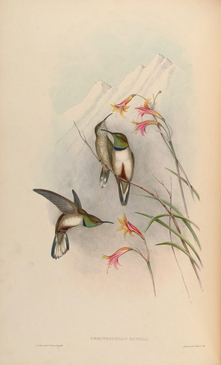Oreotrochilus estella de John Gould