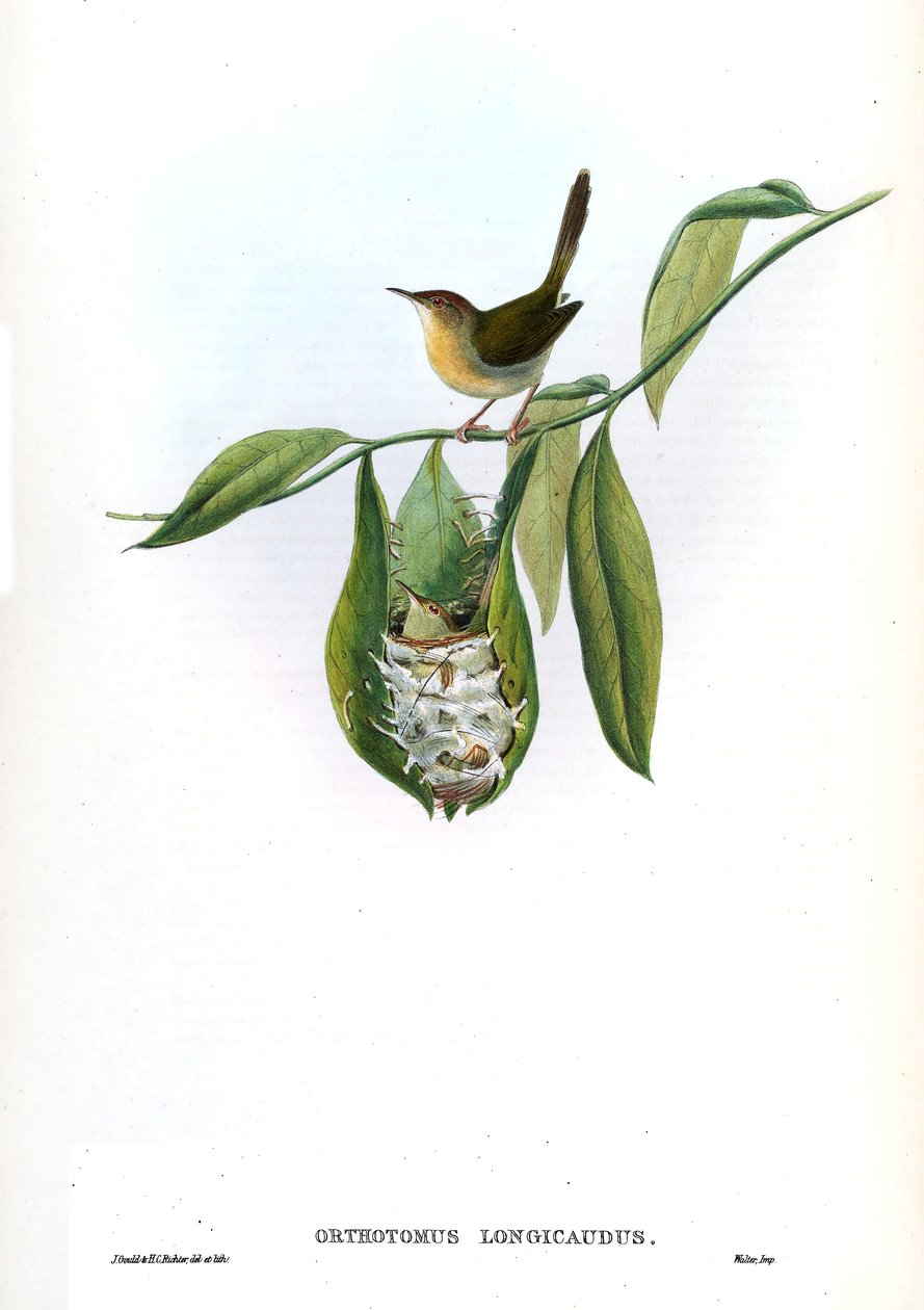 Orthotomus longicaudus = Orthotomus sutorius longicaudus de John Gould
