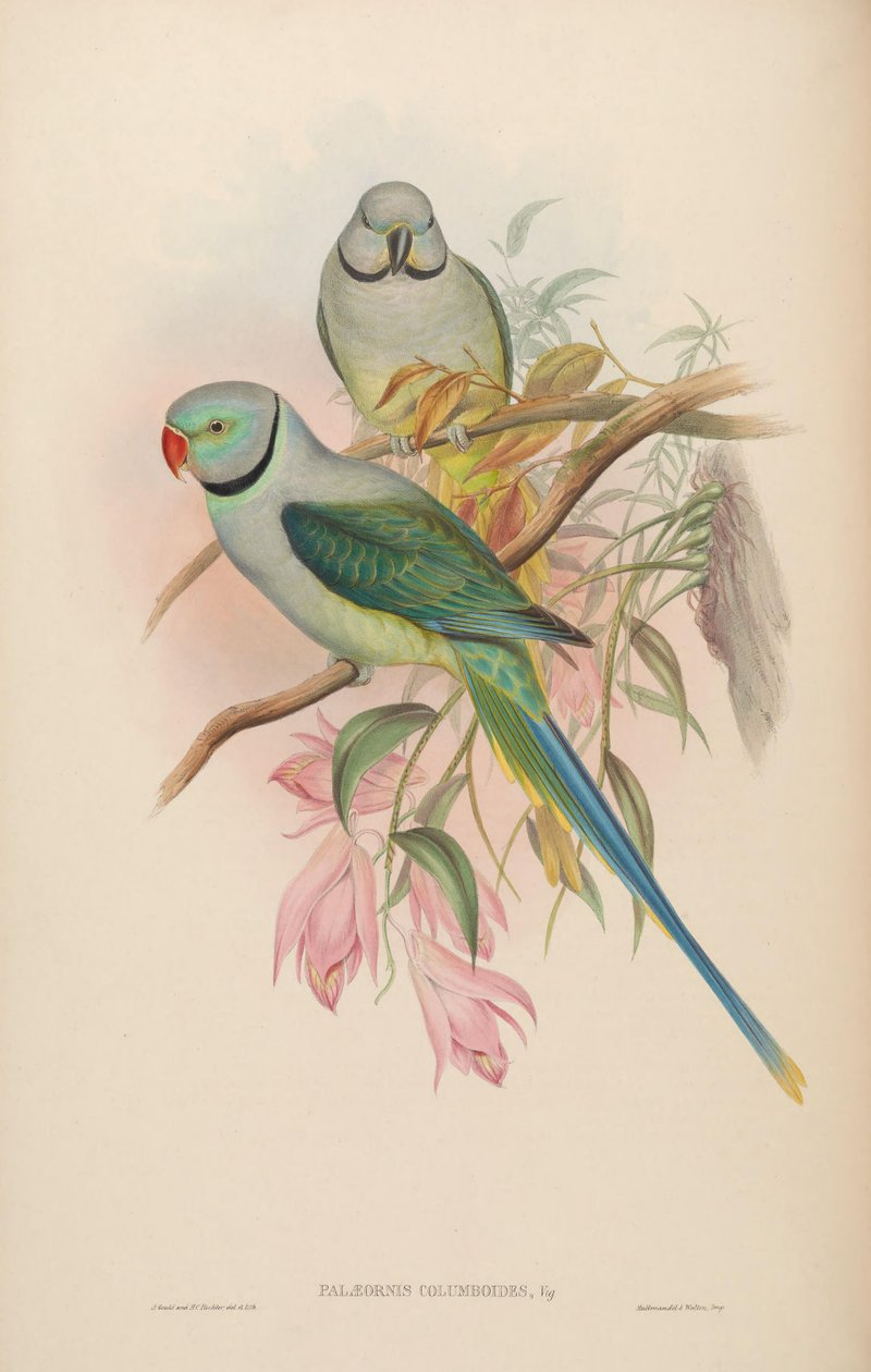 Palaeornis columboides = Psittacula columboides de John Gould