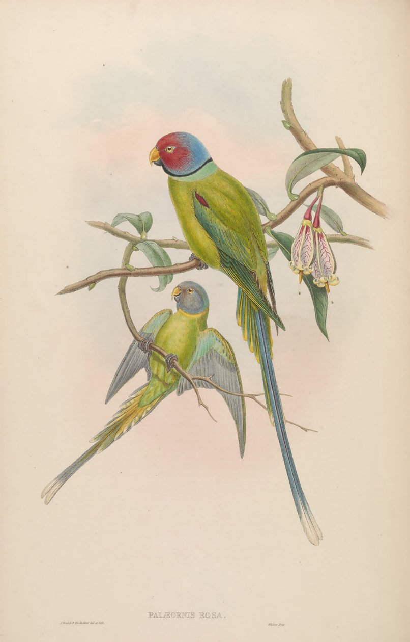 Palaeornis rosa = Psittacula roseata de John Gould