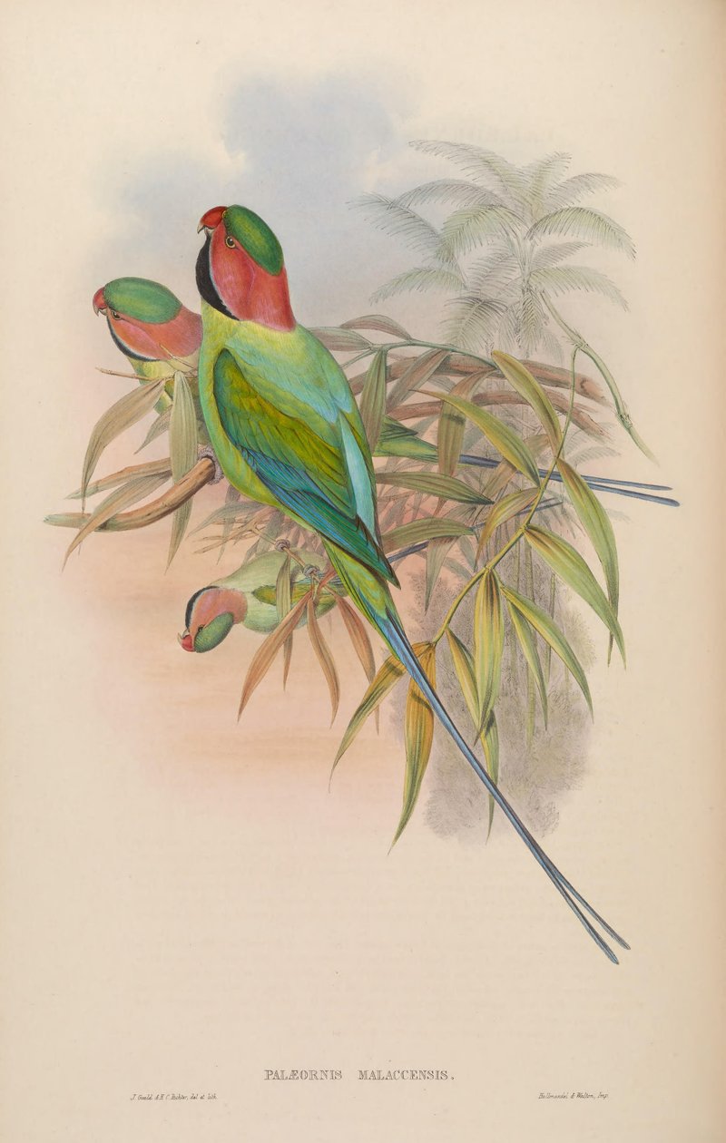 Palæornis malaccensis = Psittacula longicauda nicobarica de John Gould