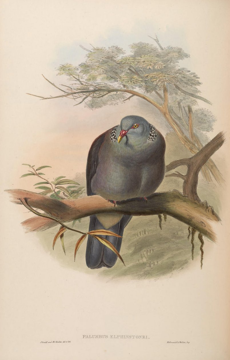 Palumbus elphinstonei = Columba elphinstonii de John Gould