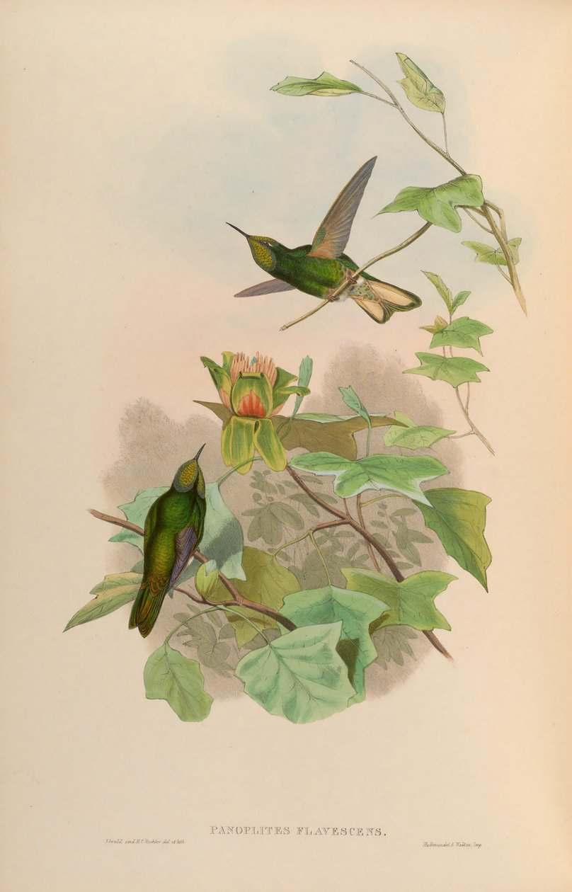 Panoplites flavescens = Boissonneaua flavescens de John Gould