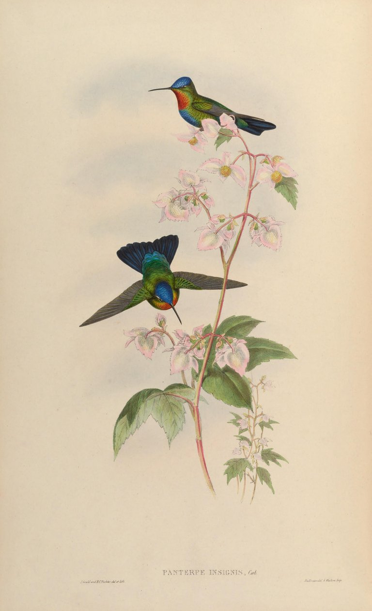 Panterpes insignis de John Gould
