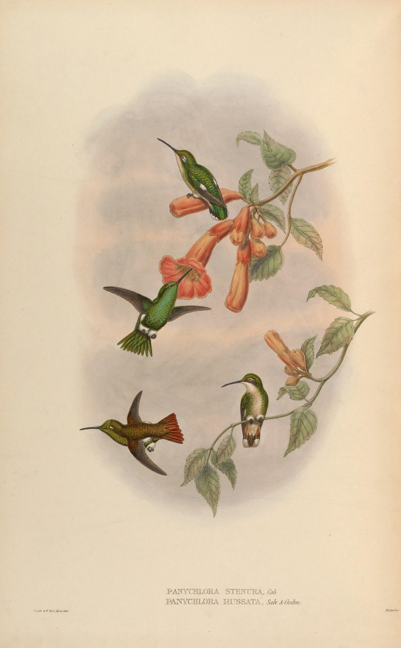 Panychlora russata = Chlorostilbon russatus Panychlora stenura = Chlorostilbon stenurus de John Gould