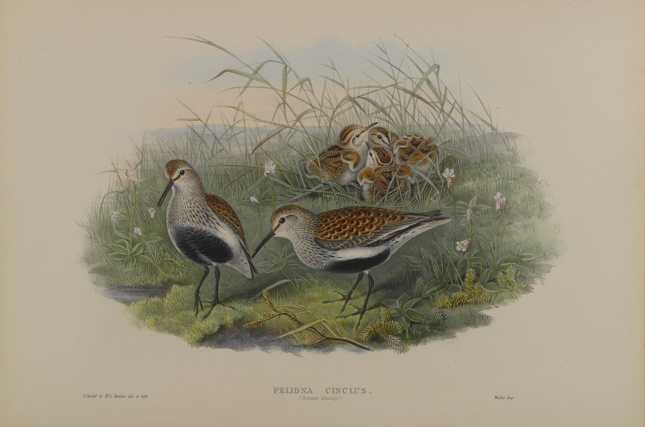 Pelinda Cinclus, Plumaje de verano - Correlimos de John Gould