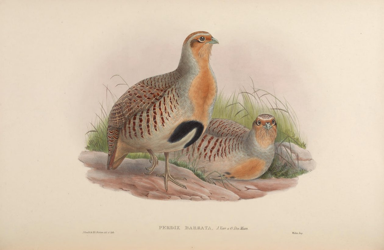Perdix barbata de John Gould