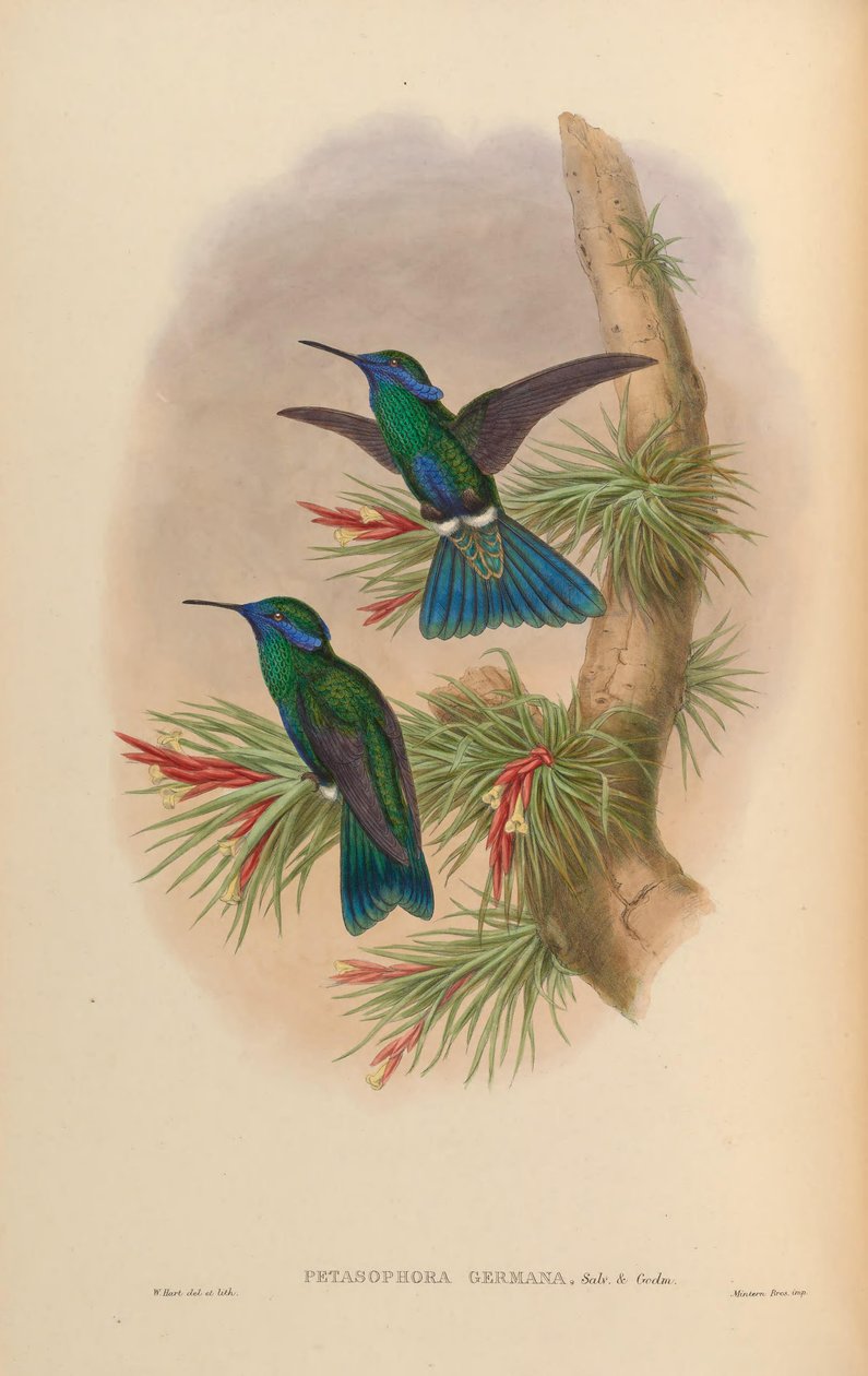 Petasophora germana = Colibri coruscans germanus de John Gould