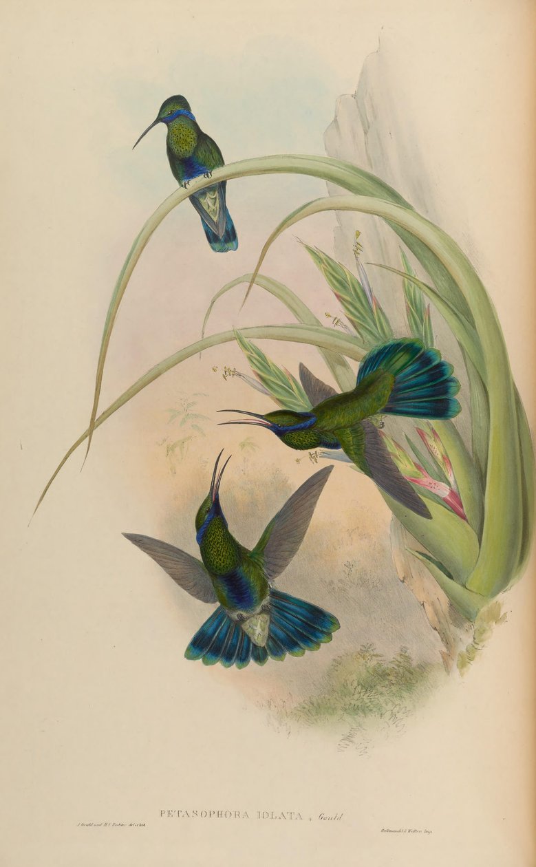 Petasophora iolata = Colibri coruscans iolatus de John Gould