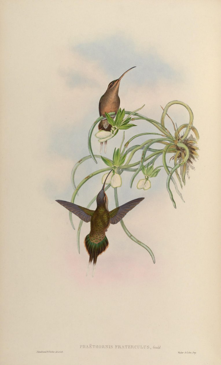 Phaethornis fraterculus = Phaethornis superciliosus superciliosus de John Gould