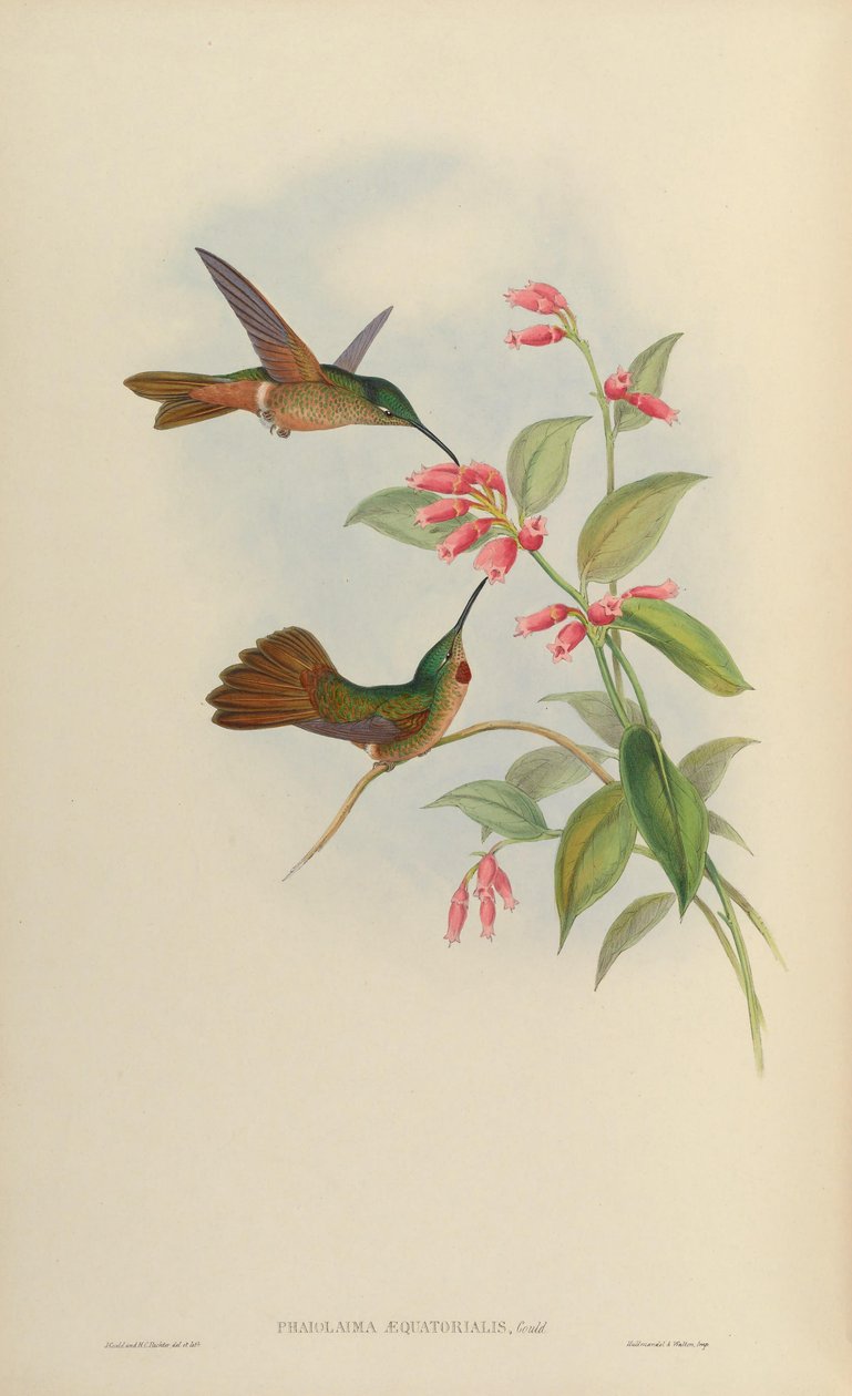 Phaiolaema aequatorialis = Heliodoxa rubinoides aequatorialis de John Gould