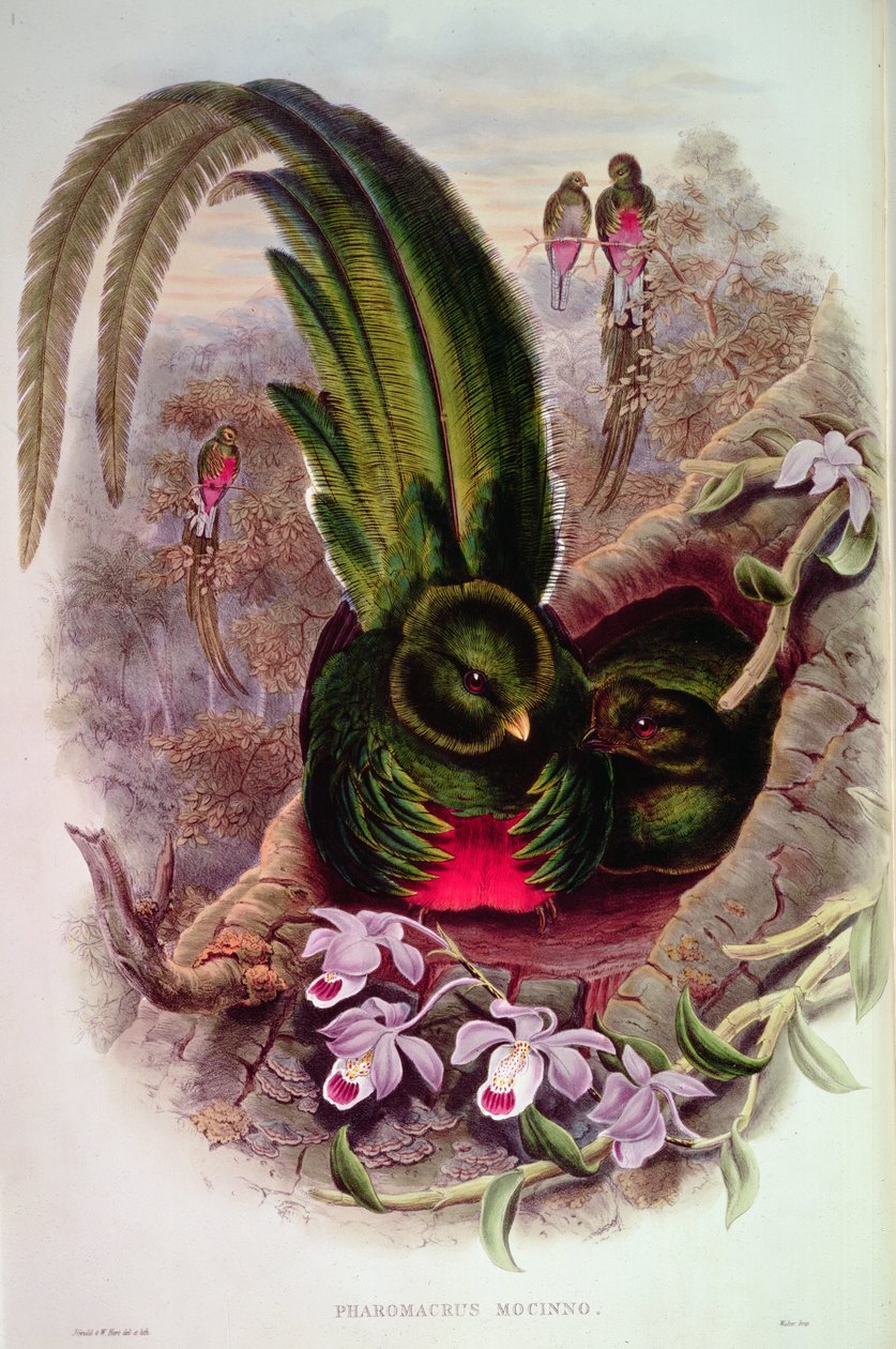 Pharomachrus Mocinno, grabado por T. Walter de John Gould