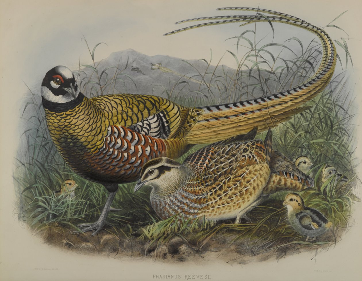 Phasianus Reevesii: Faisán de Reeves de Joseph Smit
