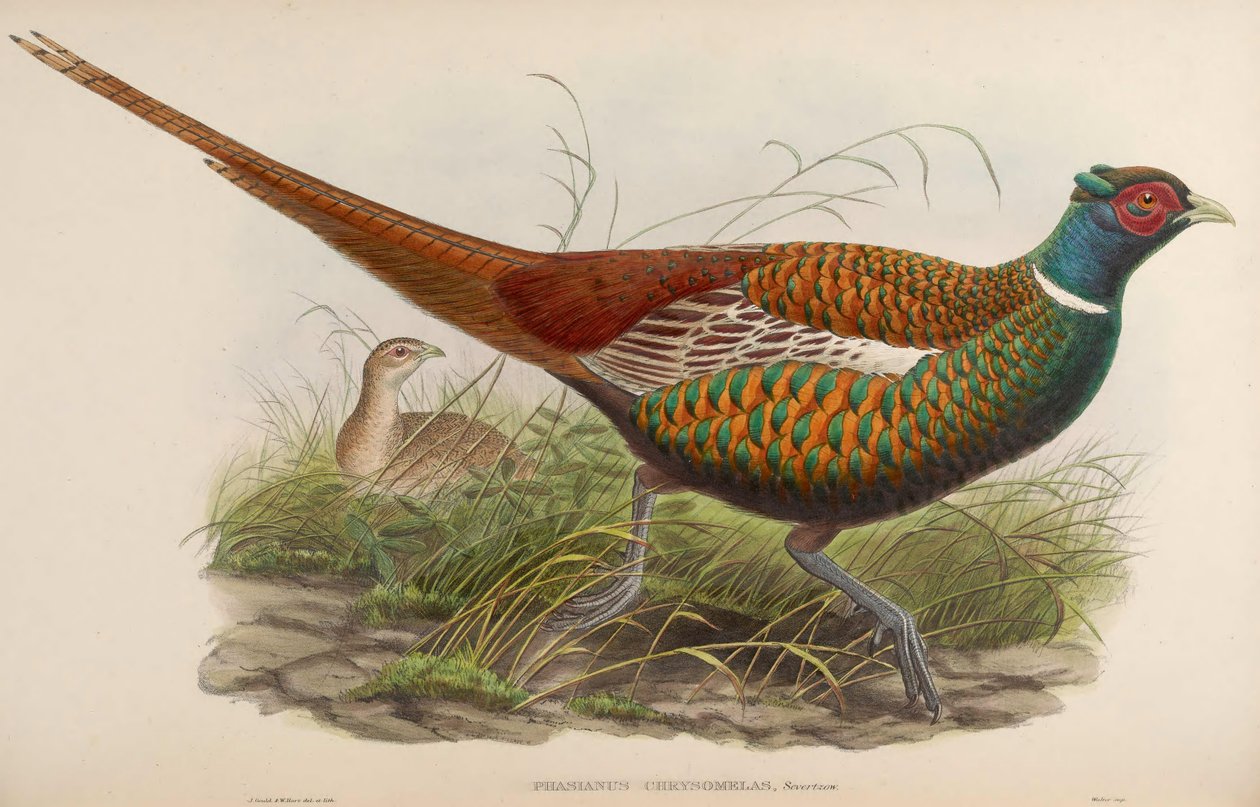 Phasianus chrysomelas = Phasianus colchicus chrysomelas de John Gould
