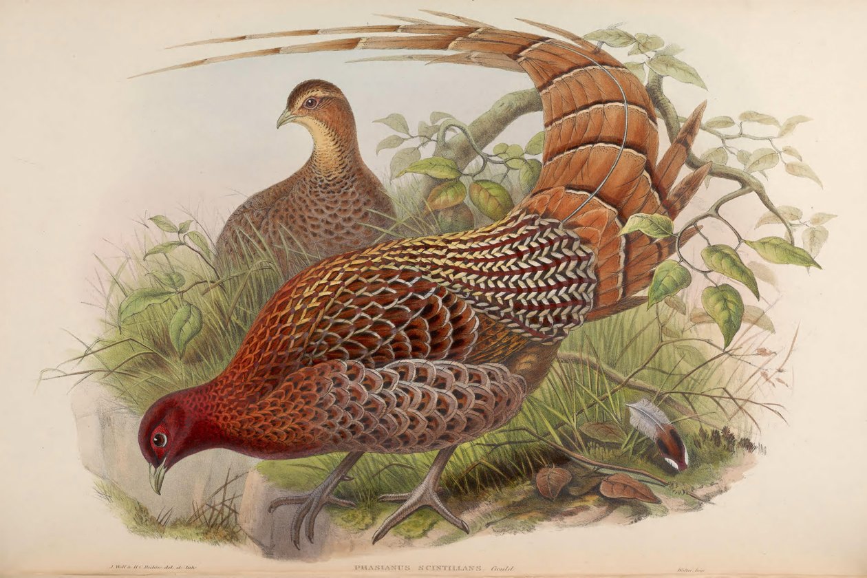 Phasianus scintillans de John Gould