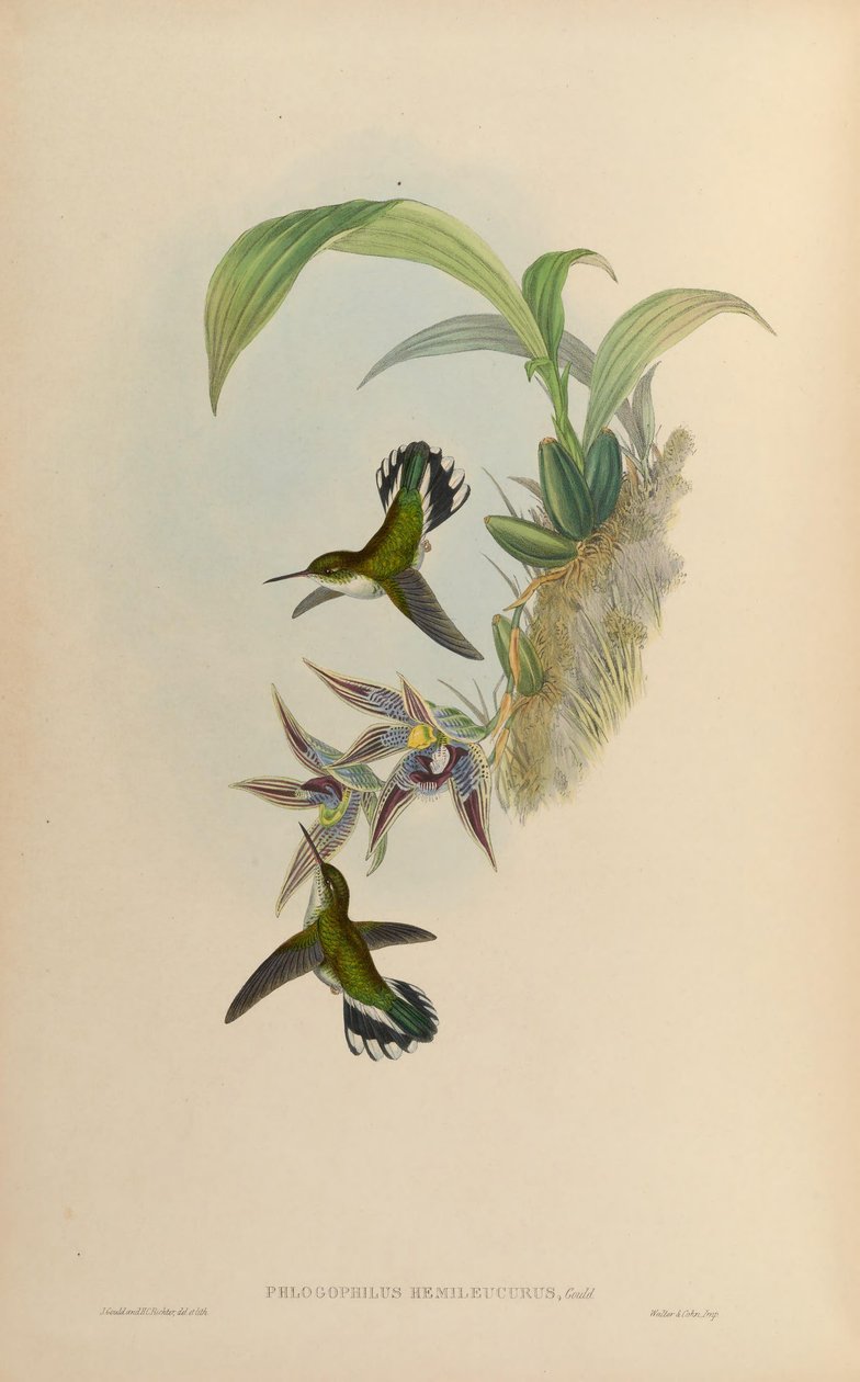 Phlogophilus hemileucurus en Paphinia cristata (orquídea) de John Gould