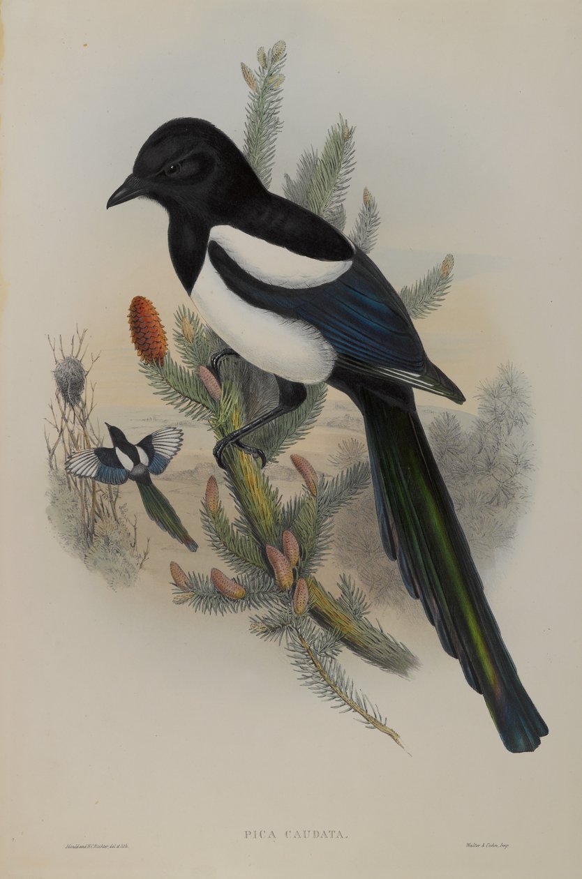 Pica Caudata - Urraca de John Gould