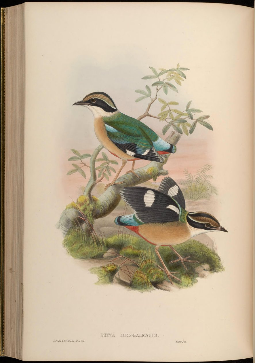 Pitta bengalensis = Pitta brachyura de John Gould